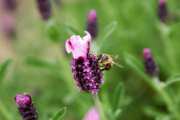 Bees Pollinating in Springtime