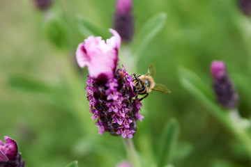 Bees Pollinating in Springtime