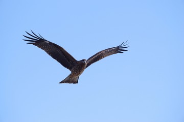 旋回するトビ（トンビ）