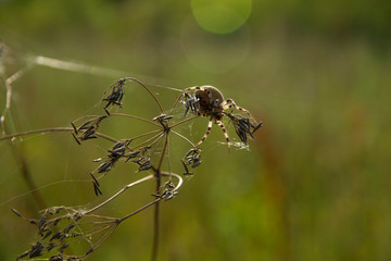spider crusader on a branch of caraway with blurred background in green