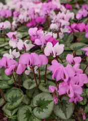 ミニシクラメン