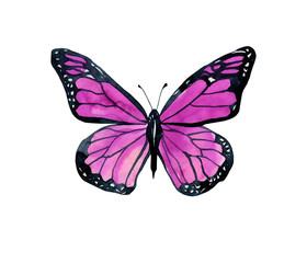 Fototapeta na wymiar Watercolor pink butterfly on a white background, isolated object. Insects, wildlife.