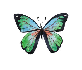  Watercolor green butterfly on a white background, isolated object. Insects, wildlife. The wings are wide open, green and black.