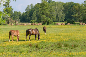 Obraz na płótnie Canvas eine Herde Pferde auf einer Weide