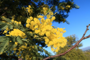 Le mimosa jaune fleurit