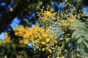 Mimosa d'hiver