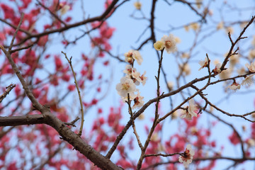 梅