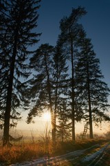 Sunset in the  foggy forest. Beautiful scenery with trees silhouettes  and sunlight.
