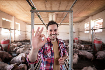 Successful farming. Happy smiling farmer showing okay sign at pig farm.