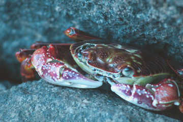 crab on the beach