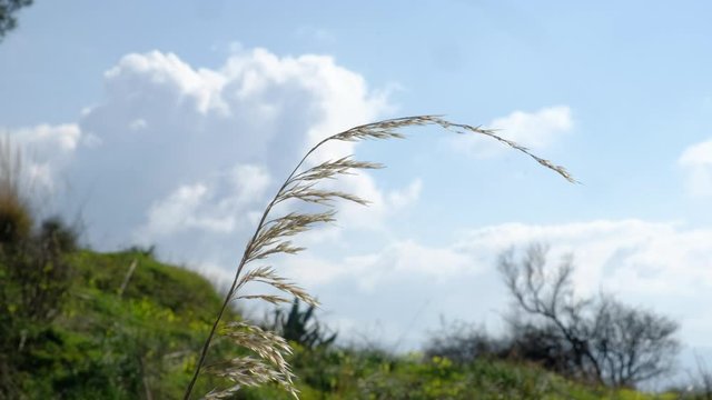 Closeup of a foxtails plant