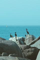 seagulls on the beach
