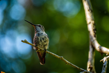 Fred the Hummingbird