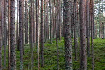 Young pine forest near to Baltic sea coast.