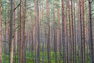 Young pine forest near to Baltic sea coast.