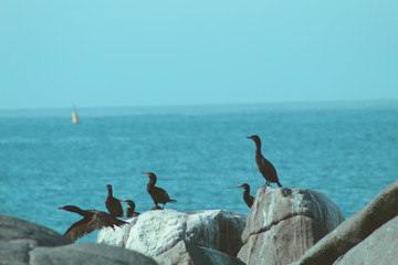 birds on the beach