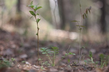 Plant Breaking Through The Foliage Green	