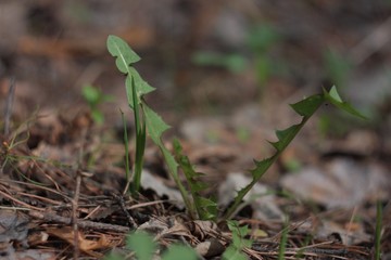 Plant Breaking Through The Foliage Green
