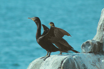 seagull on rock