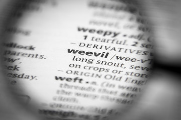 Fototapeta premium Word or phrase weevil in a dictionary.