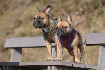 Two brown French Bulldogs with matching dog harnesses standing together on bench