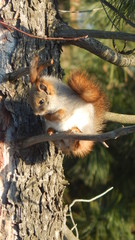red squirrel on a pine