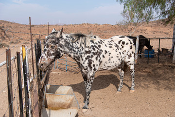 The beautiful white horse with black dots in rural farm of New South Wales, Australia.