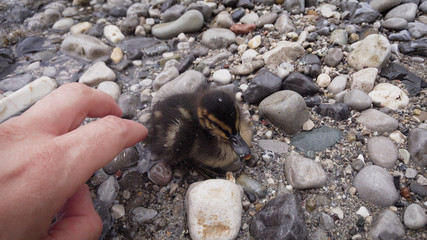 Little cute duckling. The chick lies on the lake and rests.
