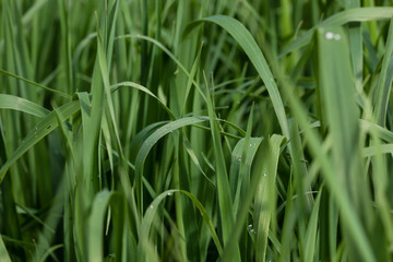 Fototapeta premium Leaves of the beer barley plant