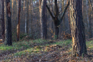 dark scary forest path, fantasy landscape