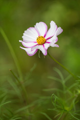 Delicate Pink White Cosmea Flower