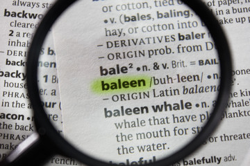The word or phrase baleen in a dictionary.