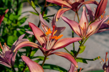 Beautiful red Lily on a green bokeh background. Close up