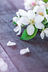 A twig with small white flowers on a rustic wooden background. spring Apple blossom. copy space
