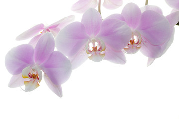 Pink Orchid on white background