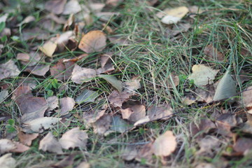 leaves in the grass