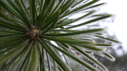 Beautiful winter in the forest.
