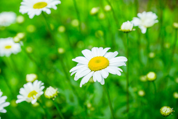 Beautiful white chamomile on the summer field. Selective focus. Shallow depth of field.