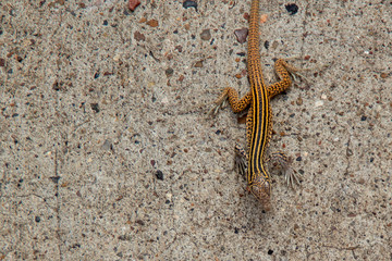New Mexican Whiptail lizard Aspidoscelis neomexicanus braves the heat and slowly moves across the hot pavement