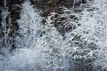 Scenery.  Winter forest. Pines and birches in the snow.