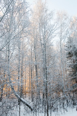Scenery.  Winter forest. Pines and birches in white snow. Yellow gall beams pierce through the trees.