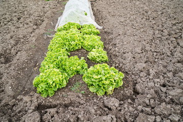 Fresh lettuce plants