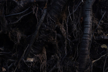 close up roots with fertile soil background. Dark Abstract mistic fairytale backgrounds