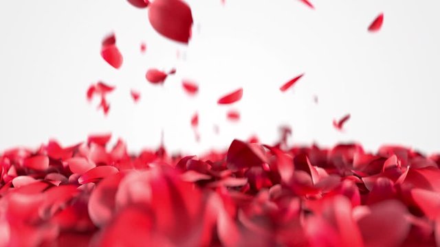 Explosion of red flower petals with alpha matte. Close up 3D render of floral flying up and slowly down. Animation 4k footage.