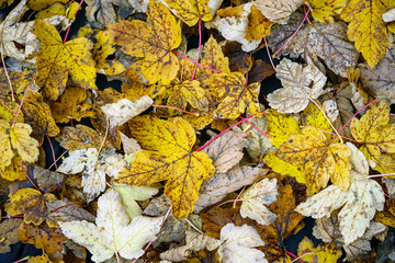 Dry leaves and decay on the wood floor. Autumn leaves in Norway