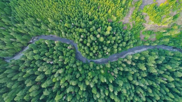 Winding River Running through a Pristine Cascade Mountain Forest 