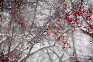winter red bird bullfinch sitting on the branches of an Apple tree