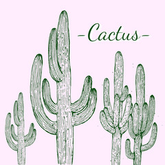 cactus in the desert on pink background