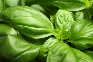 Fototapeta na wymiar Fresh basil leaves as background, closeup view