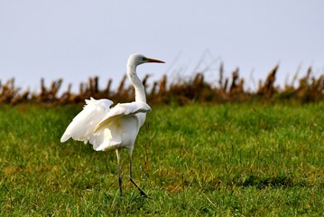 great white egret in meadow